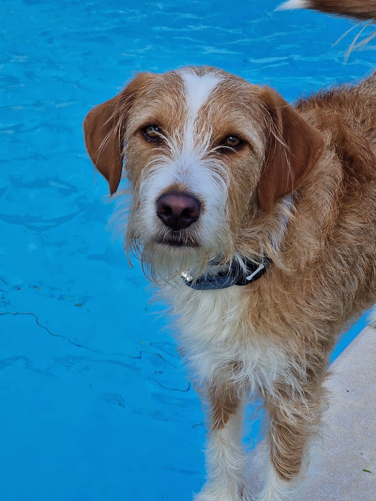Foto do cão Cafú
