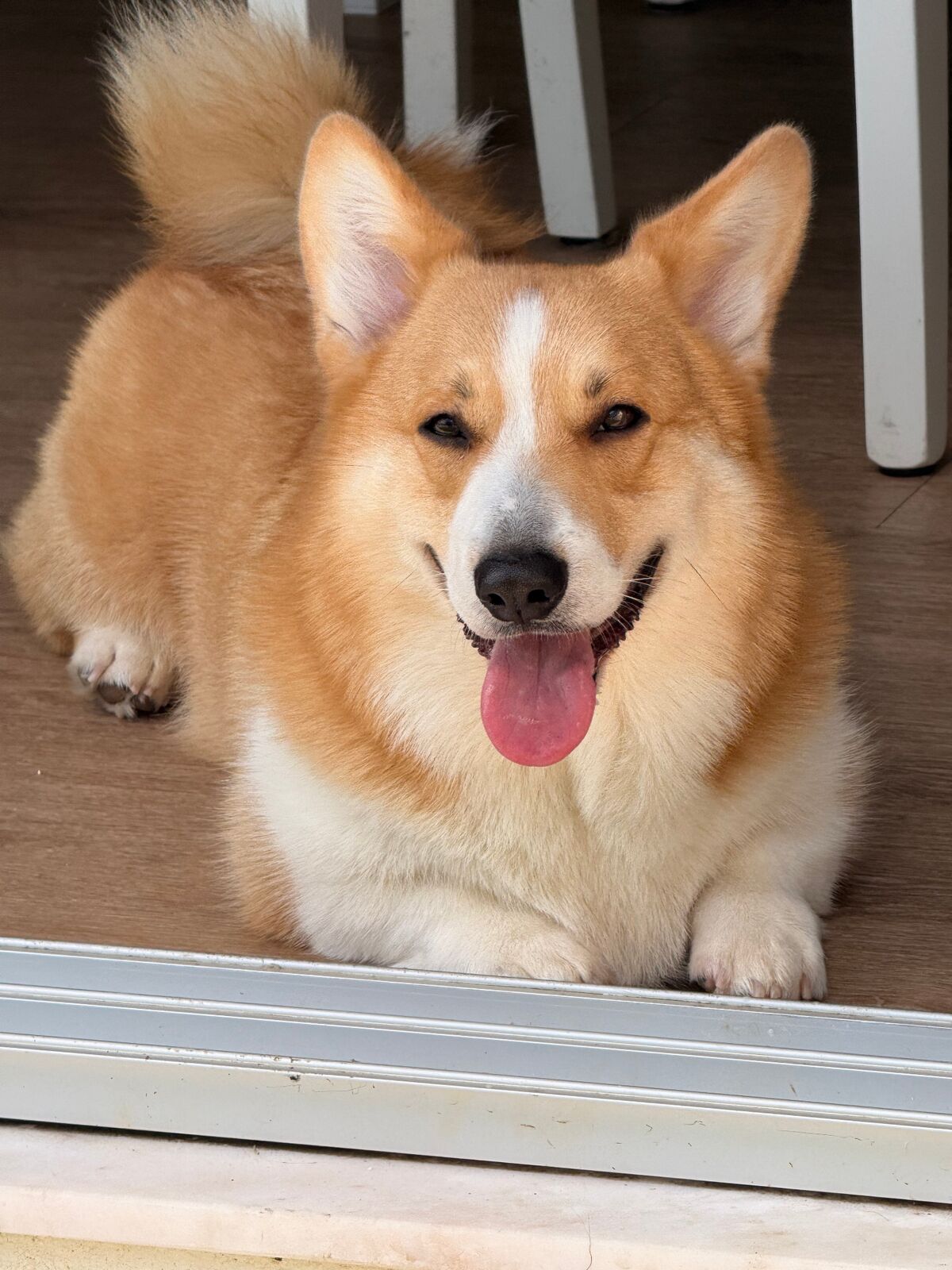 Foto do cão Charles