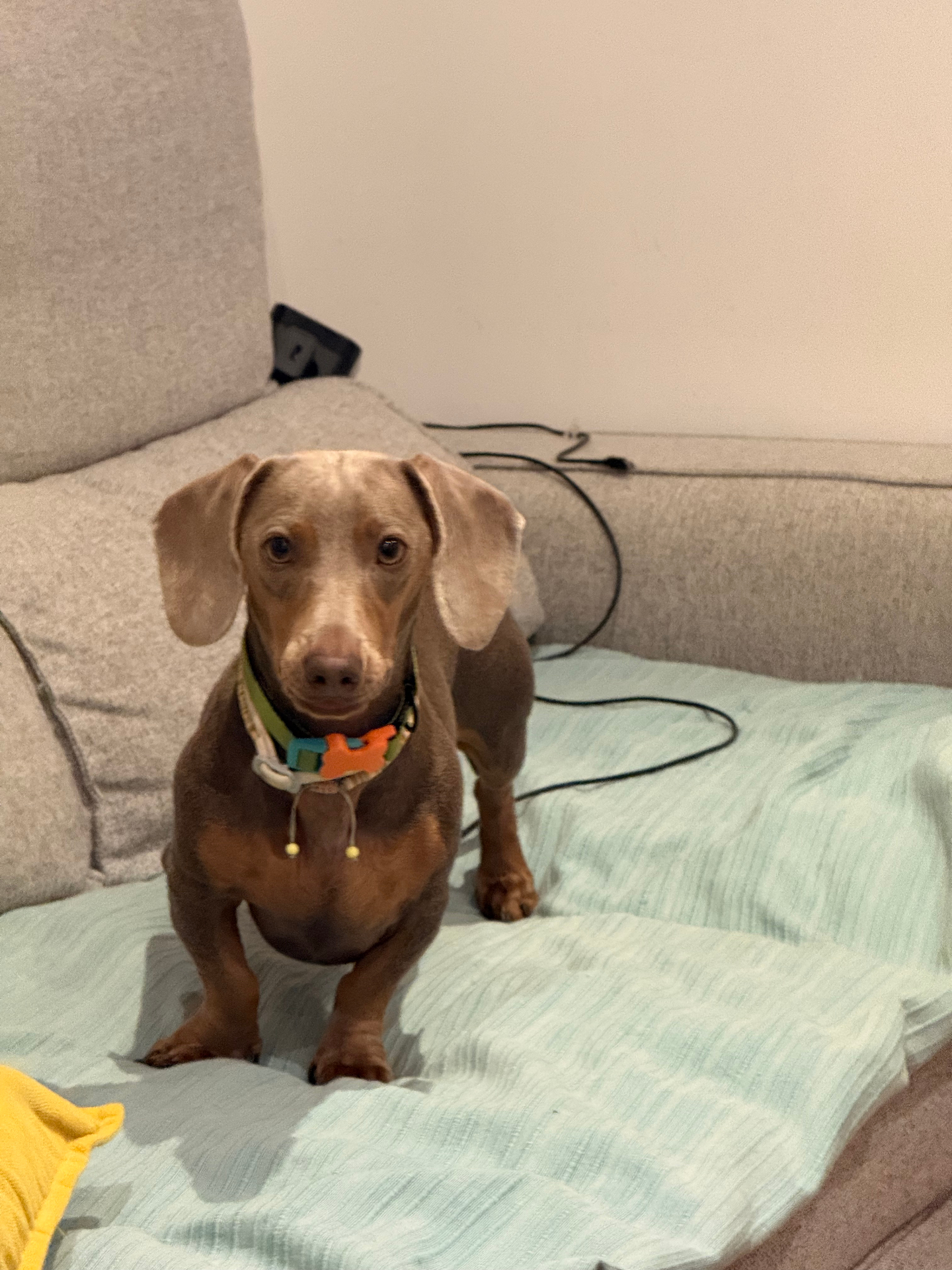 Foto do cão Pipa
